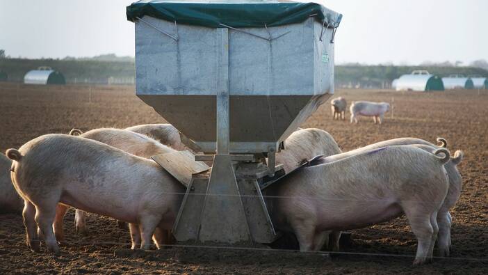 Über Weizen, Welthunger und heilige Schweine