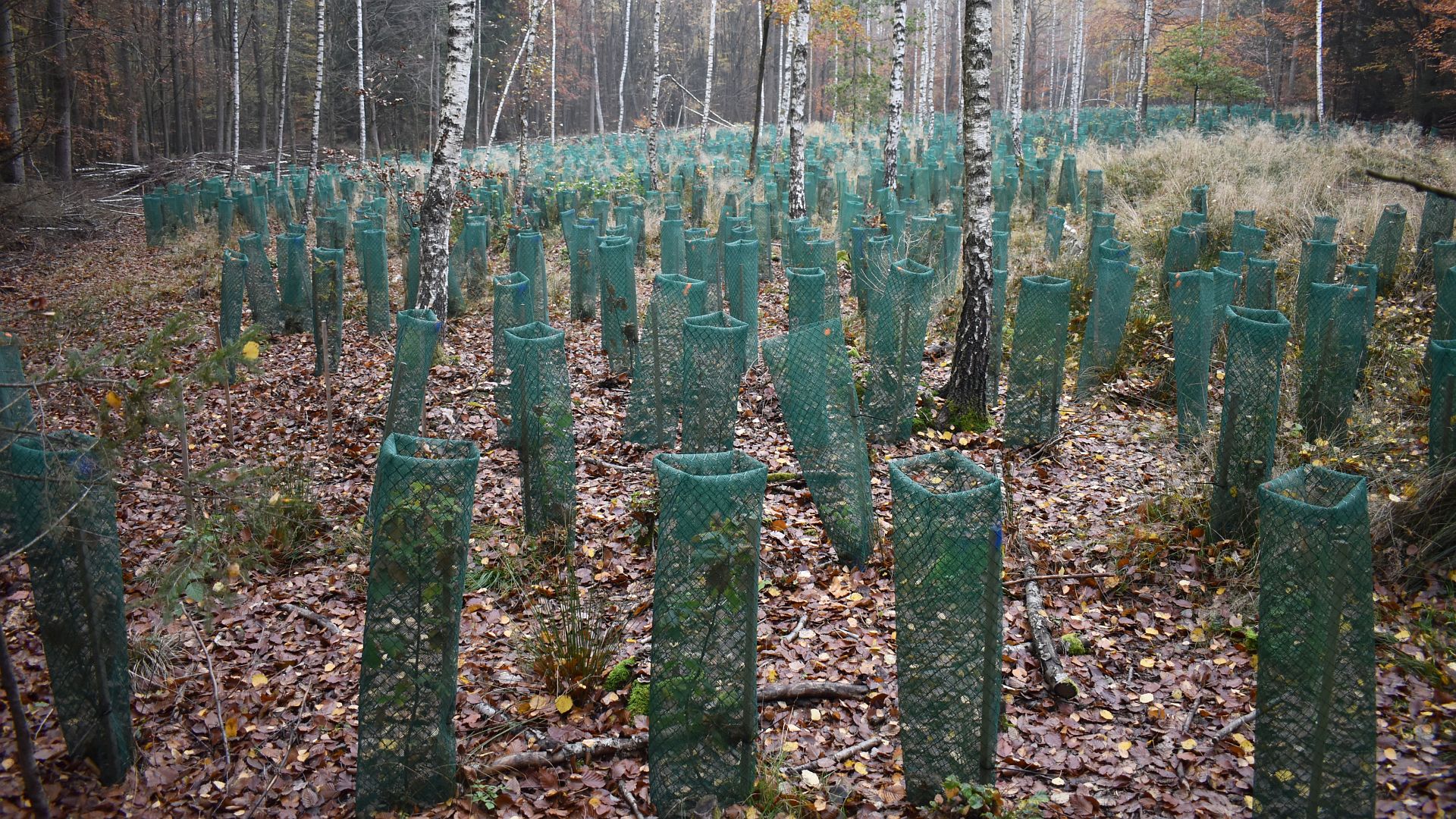 10.11.2020: Tag X im Danni (Dannenröder Wald)